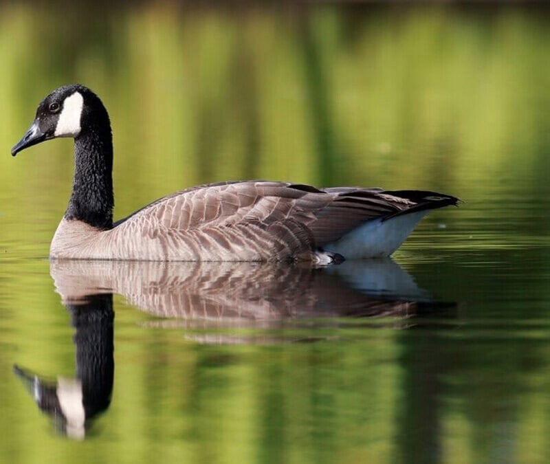 The Power Of Reflection In Life Design